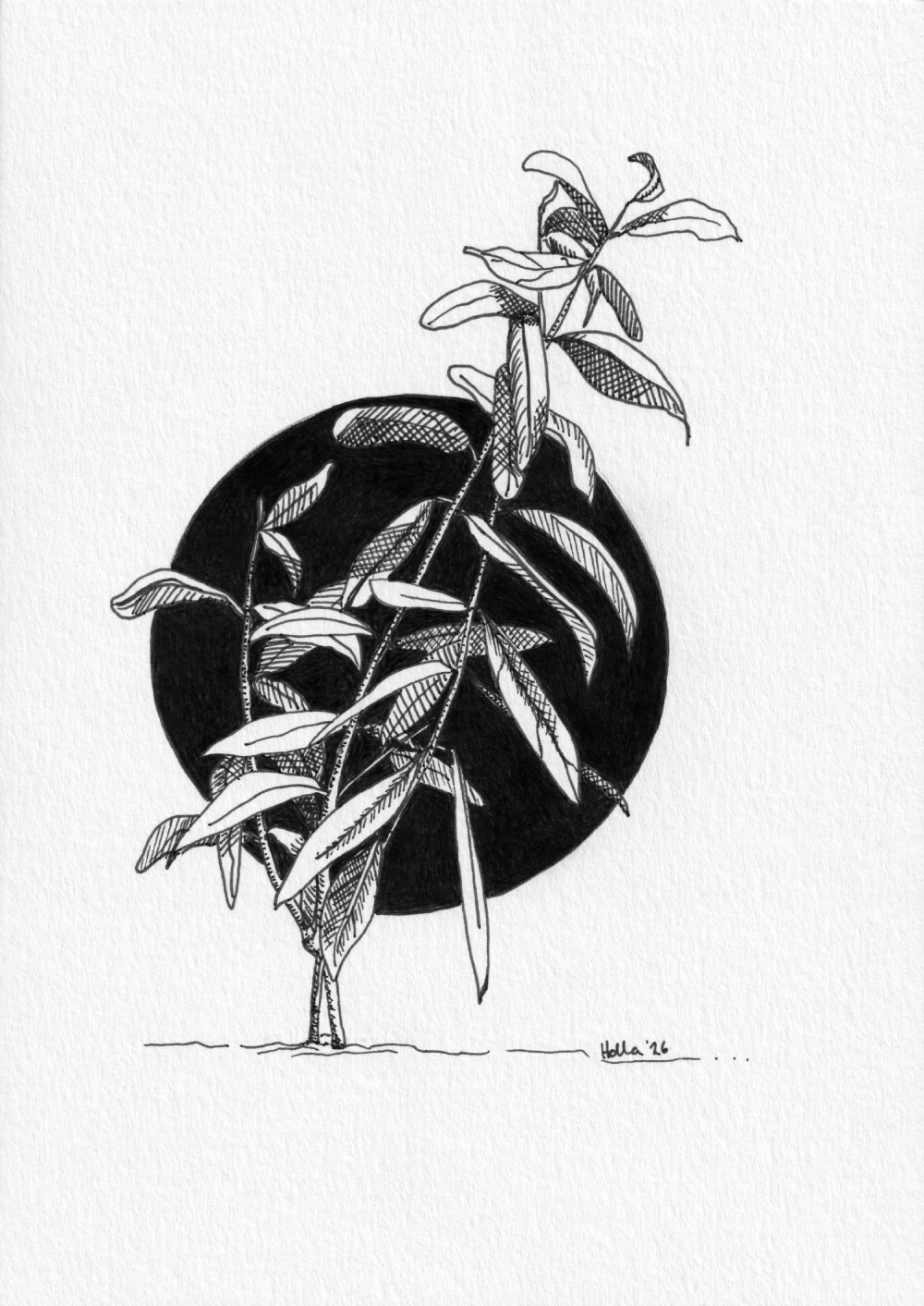 Pomegranate plant stems crosshatch drawing, black and white botanical art print with black circle background