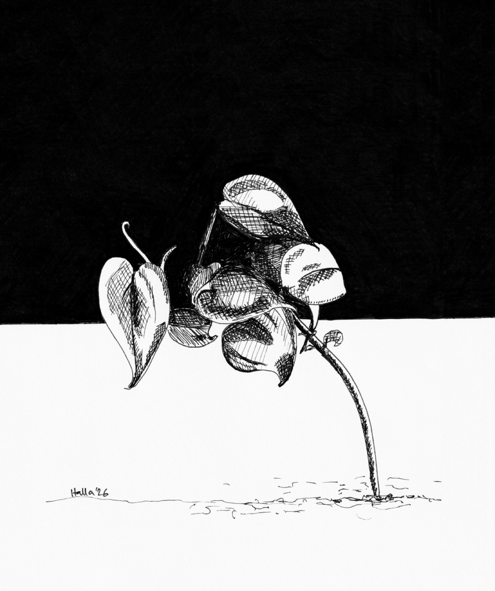 Sweetheart Plant pen and ink crosshatch drawing