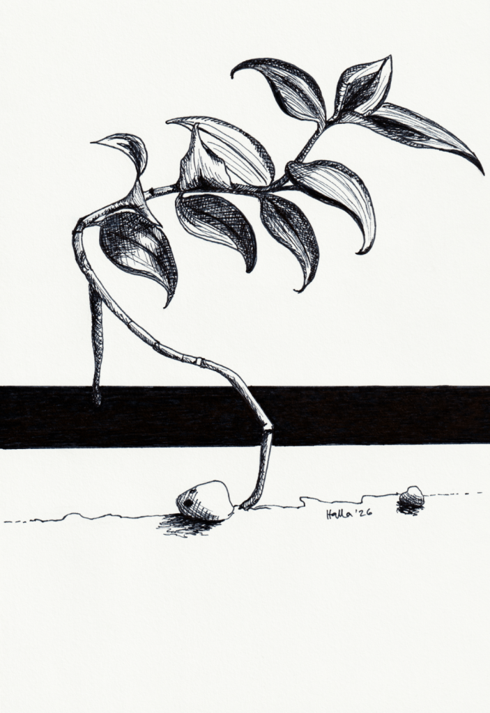Wandering Dude / Inch Plant stem pen and ink crosshatch drawing