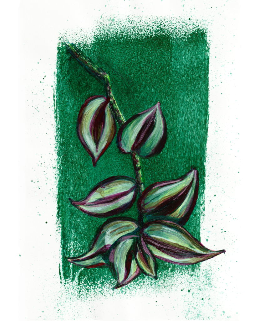 Wandering Dude Inch Plant hanging stem painting, purple green and silver botanical on green background