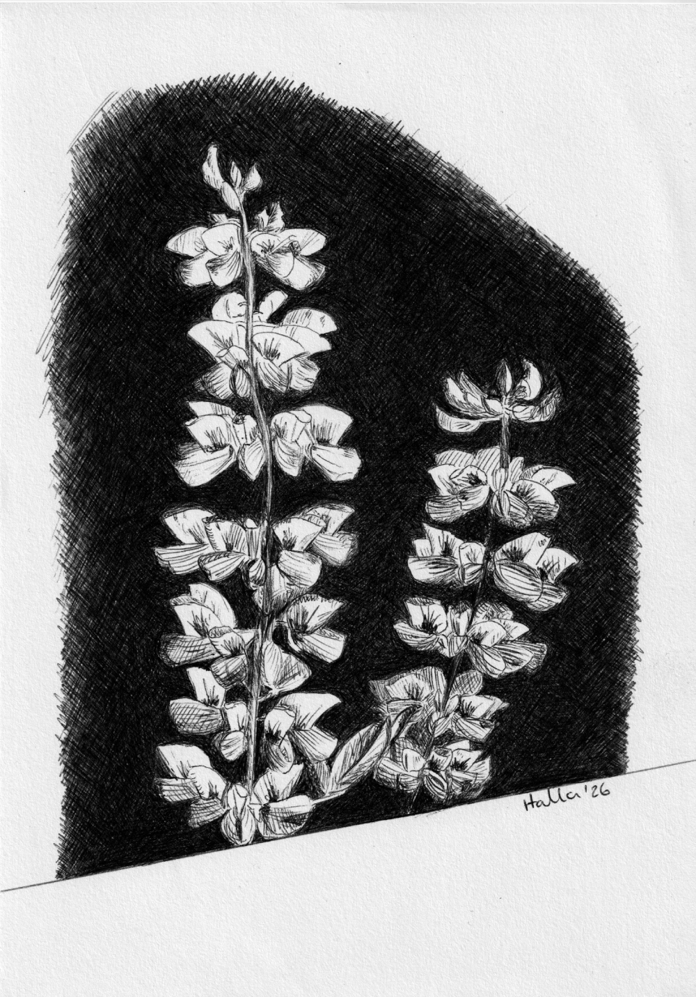 Two lupine flower stems crosshatch drawing, black and white botanical art print on dark background