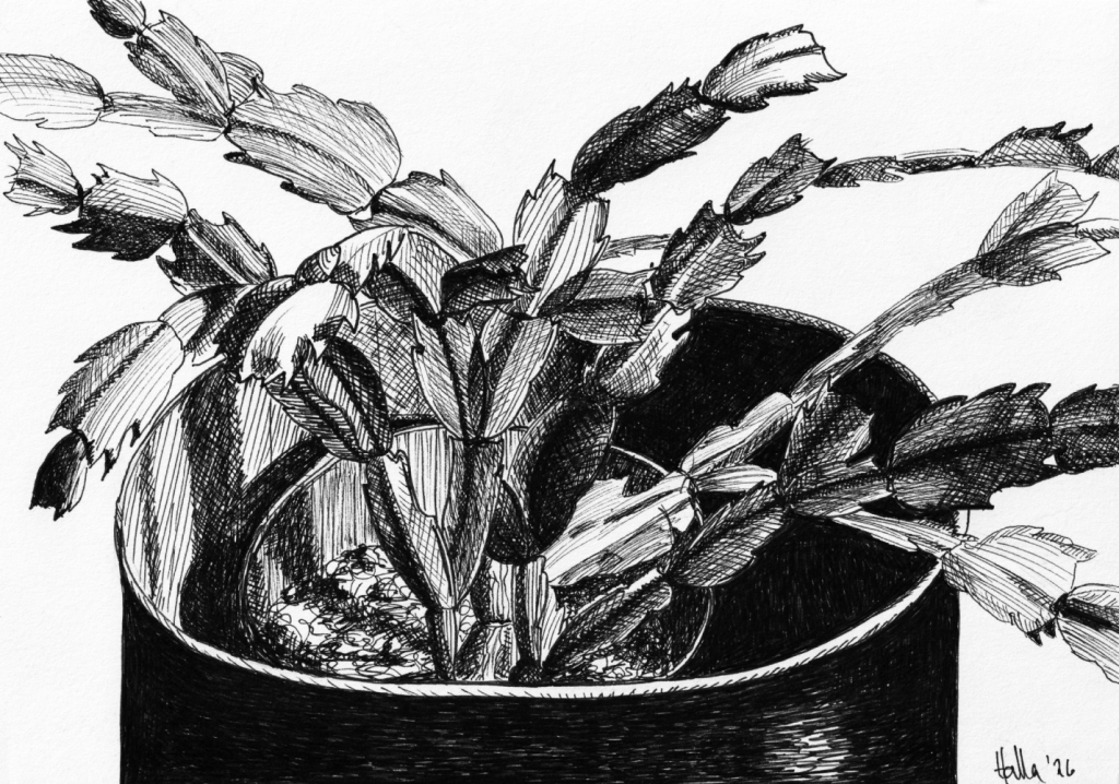 November Cactus in pot pen and ink crosshatch drawing, black and white botanical