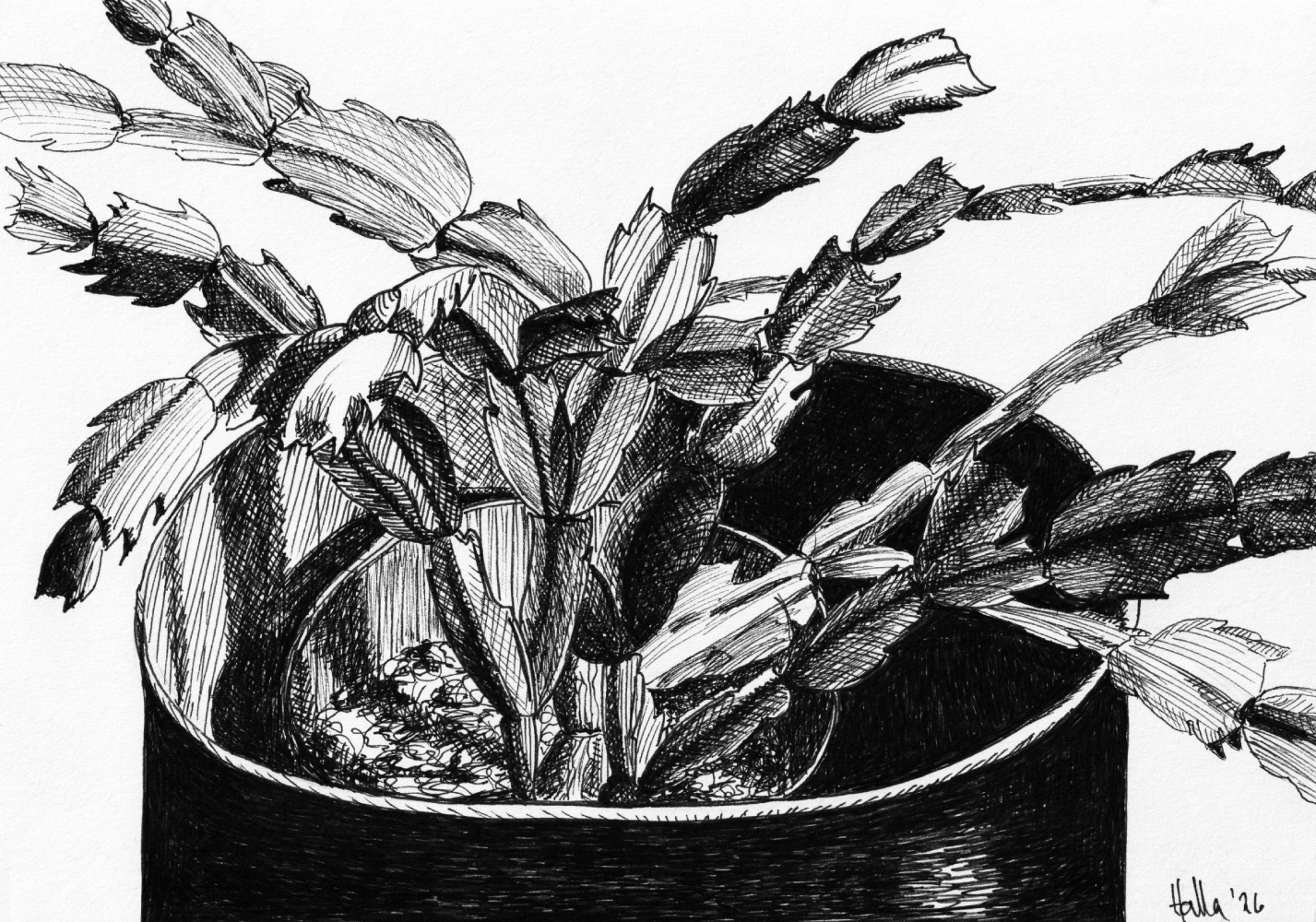 November Cactus in pot pen and ink crosshatch drawing, black and white botanical